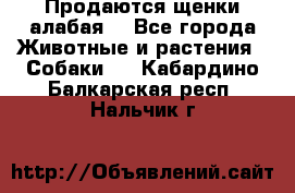 Продаются щенки алабая  - Все города Животные и растения » Собаки   . Кабардино-Балкарская респ.,Нальчик г.